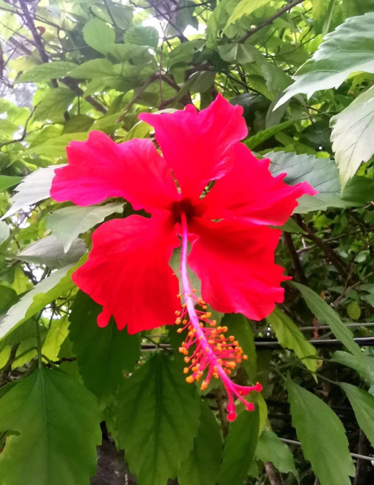 Villa Exotic House Gili Meno Esterno foto